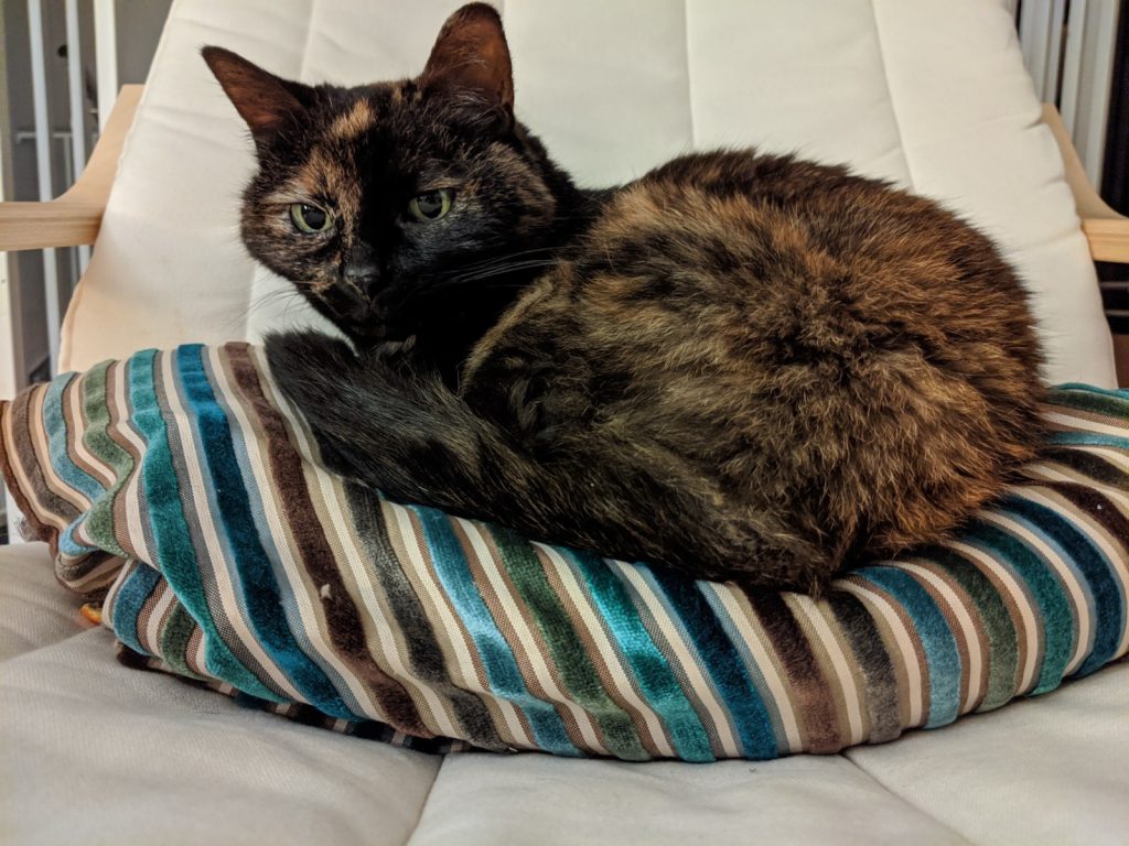 Calico cat on a silky striped pillow